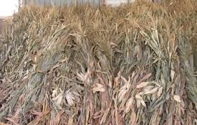 Order today with free shipping. Corn Stalks