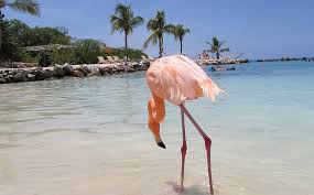 Flamingo Na Praia Saiba Onde Fica E Como Chegar A Este Paraiso Jornal Correio