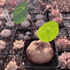 Image result for Salacia erecta