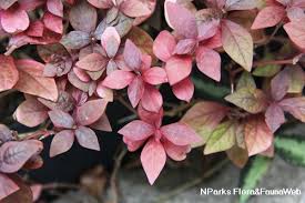 Image result for Cyathula