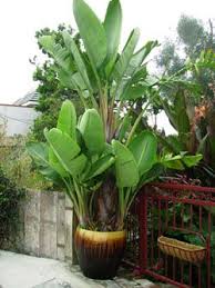 Strelitzia Reginae Bird Of Paradise Plant Varieties Palm Trees California Palm Nursery Birds Of Paradise Plant Plants Tropical Landscaping
