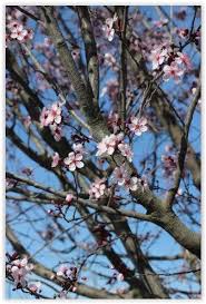 Image result for Craterostigma purpureum