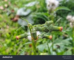 Image result for Crassocephalum crepidioides