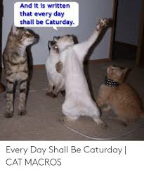 Gateway to another purrfect caturday (27 cat memes). 25 Best Memes About Caturday Cat Caturday Cat Memes