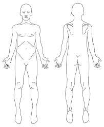 Trying to improve your art by studying anatomy? Male Anatomy Front And Back Line Art Openclipart