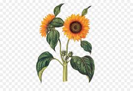Jan hulsker, one of the world's foremost scholars of vincent van gogh, suggests that the sunflower series perhaps more than any other of his paintings, have made him known throughout the world. Umum Bunga Matahari Botani Ilustrasi Botani Gambar Png