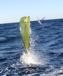We've gathered more than 5 million images uploaded by our users and sorted them by the most popular ones. Offshore Fishing Wallpapers Group 42
