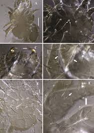 Image result for what do Cheyletiella look like in dog fur