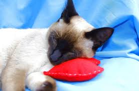 Read indepth siamese cat breed facts including popularity rankings, average prices, highlights and buying advice from pets4homes. Why Does My Siamese Cat Sleep So Much Pets Kb