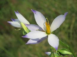 Image result for Exacum zombense