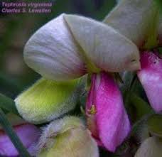 Image result for Tephrosia meisneri