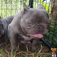 French bulldog puppies, los angeles. French Bulldog Stud Dogs In Georgia