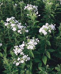 Image result for Ebenaceae