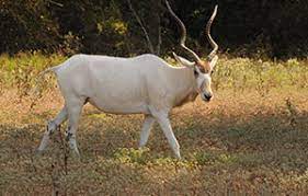 Exotic pets texas usa brookside animal hospital allred veterinary hospital animal clinic of farmers branch best fiends boarding kennel abilene pet regency animal hospital, Exotic Animals For Sale In Texas Cold Creek Ranch
