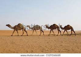 They will be joined by arachnids such as spider mites and insects such as the. Shutterstock Puzzlepix