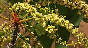 Image result for Burkea africana