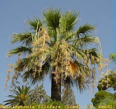Image result for Washingtonia filifera