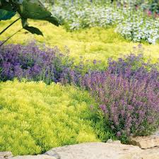 Large, bright zinnias in a citrusy, delectable shade of green. 8 Favorites The Best Chartreuse Plants To Brighten A Garden Gardenista