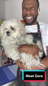 Meet my Girl zara! #fyp #dogsoftiktok #fypage #fypシ #funny #wow #dogs  #dogsvideo #dogslove #dogsoftiktok #dogsoftiktokviral #grwm #makeover  #transformation #transformationtuesday