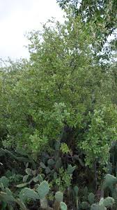 Image result for Diospyros lycioides subsp. lycioides-sericea intermediates
