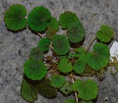 Image result for Begonia poculifera