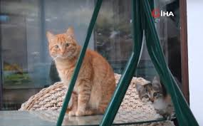 Anadolu Kedisi Ikiyuzlu Korkak Medya Terorist Kedi Facebook