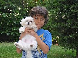 Habib Ailesi Maltese Terrier Cinsi Elit Kopegine Sahip Oldu Http Www Elityavru Com Can Paksoy Yavru Kopek Kopek