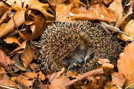 Hibernation Hibernation Animals That Hibernate
