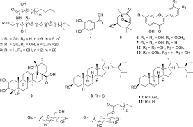 Image result for Raphidiocystis