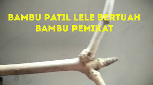 Walaupun demikian, bambu satu ini konon mempunyai kekuatan magis dan masyarakat jawa zaman dulu juga percaya bahwa bambu petuk patil lele akan membuat pemiliknya terlindungi dari berbagai macam serangan gaib. Bambu Patil Lele Bertuah Bambu Pemikat By Bambu Bertuah