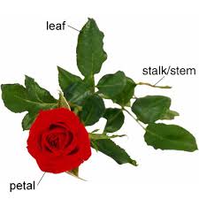 However, this is a very difficult disease to handle once an infection sets in, so early care is vital. Rose Meaning Of Rose In Longman Dictionary Of Contemporary English Ldoce