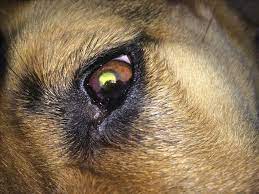 Good Day I Own A German Shepherd Dog And She Has A Disease Called Pannus Her Eyes Are In A Bad Shape We Started A Treatment With Petcoach