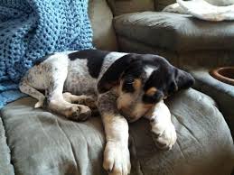 Don't miss what's happening in your neighborhood. Bluetick Coonhound Puppy Color Genetics