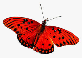The best gifs are on giphy. Beautiful Butterfly Png Image Two Red Butterfly Gif Png Transparent Png Kindpng