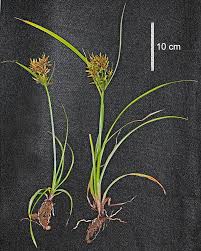 Image result for Cyperus esculentus