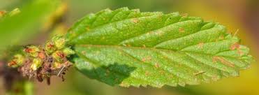 Image result for Waltheria indica