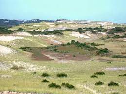 Where are the sand dunes in provincetown ma? Sand Dunes Cape Cod National Seashore U S National Park Service