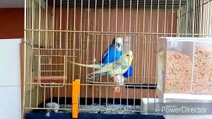 Budgerigar Mating Sound Muhabbet Kusu Ciftlesme Sesi Youtube
