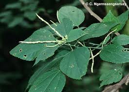 Image result for Acalypha lanceolata