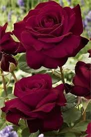 Thank You Webbie We Can Post Pictures Now Join In The Fun Pretty Flowers Beautiful Roses Beautiful Flowers