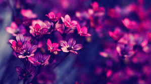 Top 10 Stories About The Dead Reaching Out To The Living Listverse In 2020 Whatsapp Dp Images Whatsapp Dp Flower Wallpaper