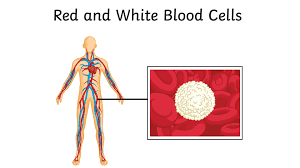 We did not find results for: What Is An Animal Cell Definition And Functions Twinkl