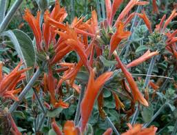 Image result for Dicliptera pumila