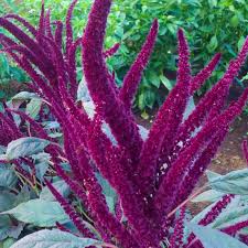 Image result for Amaranthus schinzianus