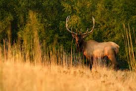 New and used items, cars, real estate, jobs, services, vacation rentals and more virtually anywhere in ontario. Which Is The Best Wild Meat Let Your Taste Buds Decide Bowhunting 360