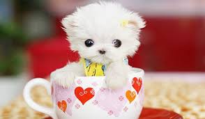 Teacup Cute Animals Cute Little Puppies Cute Animal Pictures