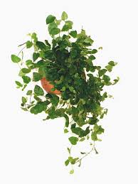 Image result for ficus pumila