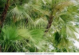 Image result for Acoelorrhaphe wrightii