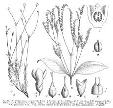 Image result for Loganiaceae