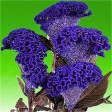 50pcs Bag Cockscomb Flower Seeds Multicolor Easy To Grow Flower Plant Seeds For Home Yard Decoration Bonsai Flower Flower Seeds Unusual Flowers